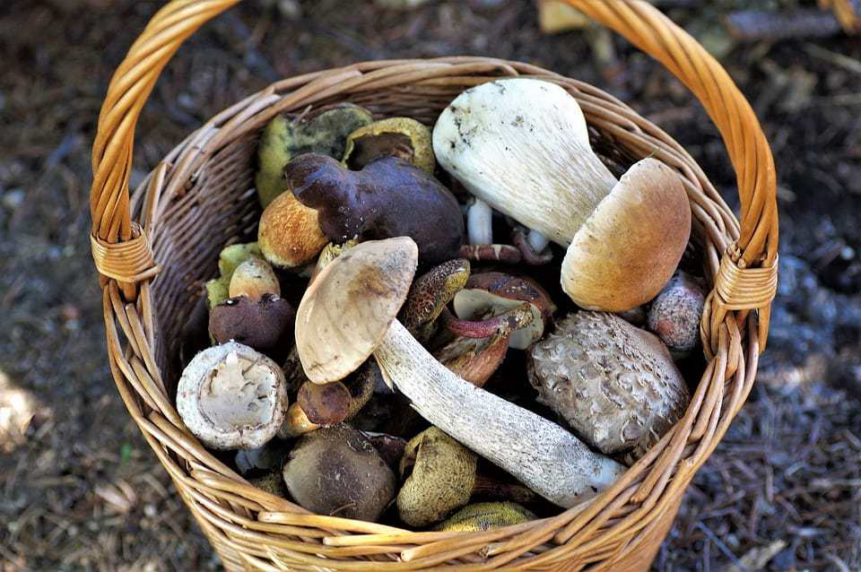 Paddenstoelen: van champignon tot cantharel 2