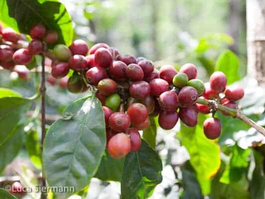 india badra estate arabica kers koffie