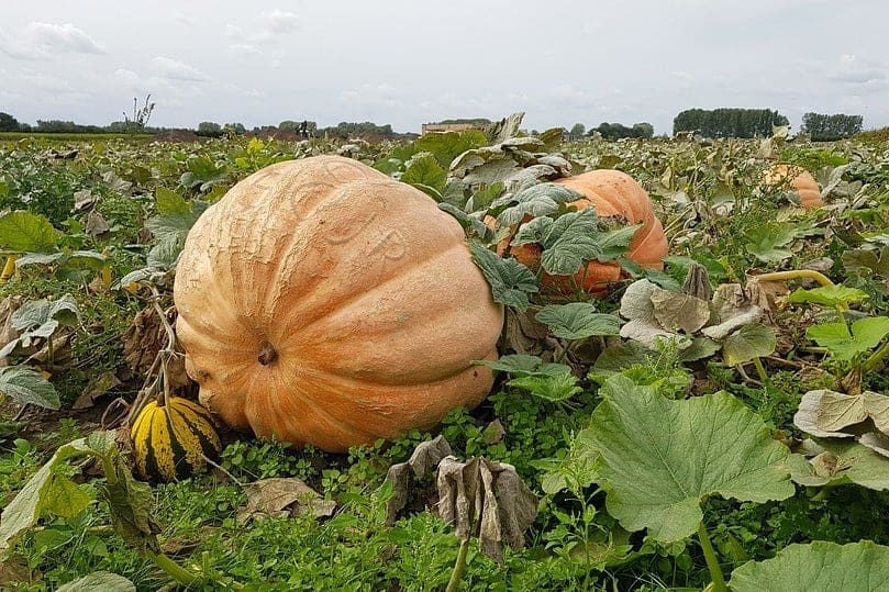 reuzenpompoen pompoenen frank fol horeca webzine