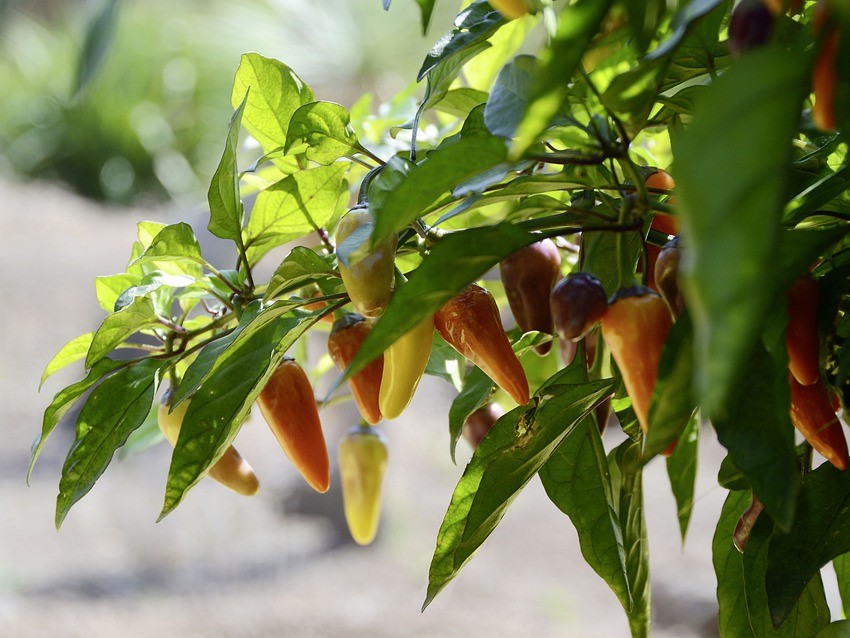 jalapeno-peper-weetjes-kooktips