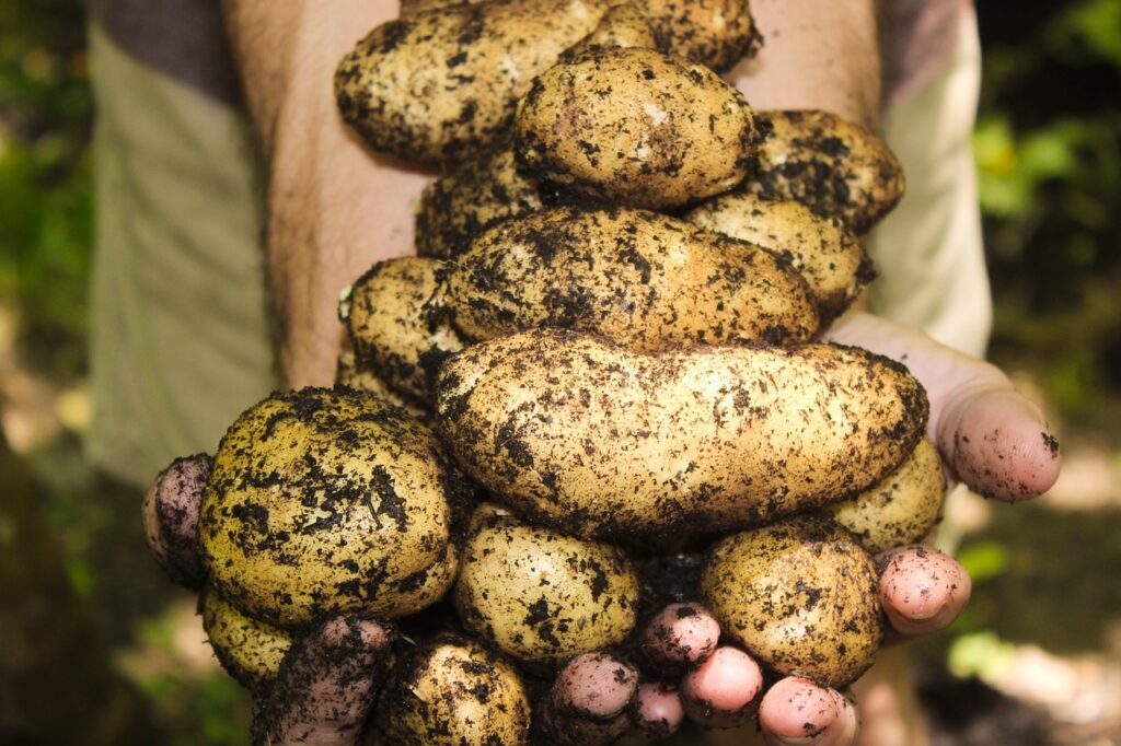 aardappelen bintje frietaardappelen