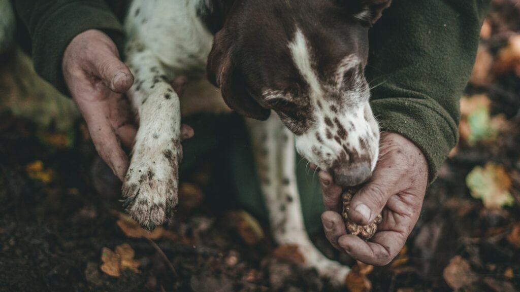 Truffle season in Piedmont: a buyer’s guide